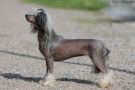 Maybell's Rock Rodeo Girl Chinese Crested