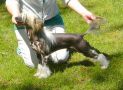 Bl Mandag's  Incredible Stars Acro Chinese Crested