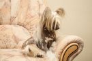 CedarFrost Black Gold Chinese Crested