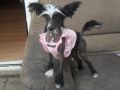 Chanel Chinese Crested