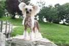 Solino's Quintessence Chinese Crested