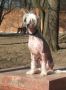 To-ja-ter Illusion Chinese Crested