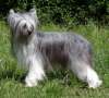 Misty Maise Sasima (fci Chinese Crested