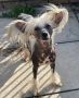 Scherzando Hoppas Chinese Crested