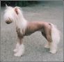 Bodeswell My Sweet Treat Chinese Crested