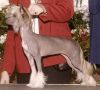 Gingery's Gazelle Chinese Crested