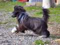 ChinoPata's Keen Mean Mazarin Chinese Crested