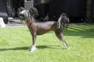 Gossip at Gucci Di Casa Romano Chinese Crested