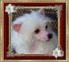 Princess Savannah Wyatt Chinese Crested