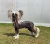 CH Arte Figure Next Level At Casacavallo JW Chinese Crested