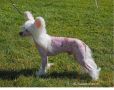 Oceaniahcc Colliwood GoldenBoy Chinese Crested