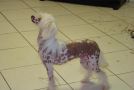 Strong Stael Magic A-Lana Chinese Crested
