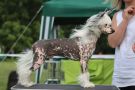 CADDY  Ready for love Chinese Crested