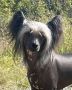 Honeycomb by Little Jade Chinese Crested