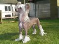 Pazazz Tamarind showstoper for Pappishan Chinese Crested