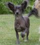 Show Galaktika Donata Chinese Crested