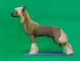 Ashantal Shmel Chinese Crested