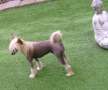 Cat's China Dogs Ultra Red Wonder Chinese Crested