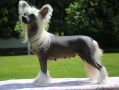 Afrodita Natbor iz Sozvezdiya Khana Chinese Crested