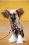 Orero Lovely Viss Alide Chinese Crested