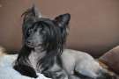 Dark Moon of Crazy Debbie Chinese Crested