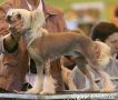 Habiba Strip Search by Annamac Chinese Crested