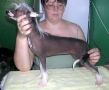 Strong Style Chelsee Chinese Crested