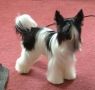 Encore Goes For Baroque Chinese Crested