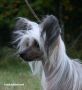 Kuutarhan Jokihelmi Chinese Crested