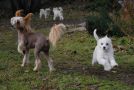 Meter Epocha  Chinese Crested