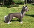 Ferrari Trento by Little Jade Chinese Crested