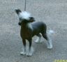 Chinois Dream On Chinese Crested