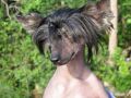 Iridessa Sonata Chinese Crested