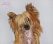 Rus Foreva O'Favoritka Sunny Lion Chinese Crested