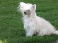 Flannelle du Rose Amour Chinese Crested