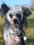 Doucai's Taste For Tarts Chinese Crested