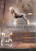 Indiana Jones Juna Dogs FCI