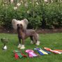 Lionheart King Of The Ring Chinese Crested