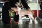 Zlata Key Se Linn Chinese Crested