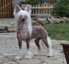 Cromwell z Valdorfskych lesu Chinese Crested