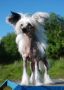 Crested Charm Belatris Queen of Heart Chinese Crested
