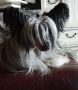 Heartbeat away Z Valdorfskych lesu Chinese Crested