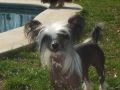 maximilian de bandedogge Chinese Crested