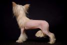 Practical Hero Just Joking Chinese Crested