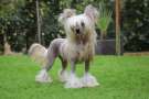 Kaitlin Unicorn Glitter Reins Chinese Crested