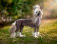 HitLine Ltd  Shimmer Magic Chinese Crested