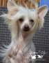 Magnus Staff Beauty Cream Chinese Crested