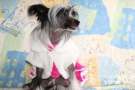 Oriental Jokes Enjoy your Eyes Chinese Crested