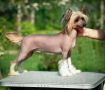 Poale Ell Ch-Clare Chinese Crested