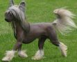 Touch Beauty Pride Of The Motherland Chinese Crested
